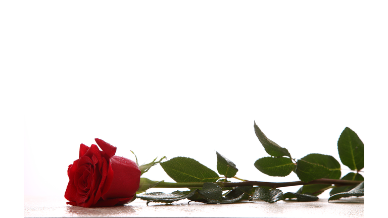 wet red rose lies on white marble isolated on white background