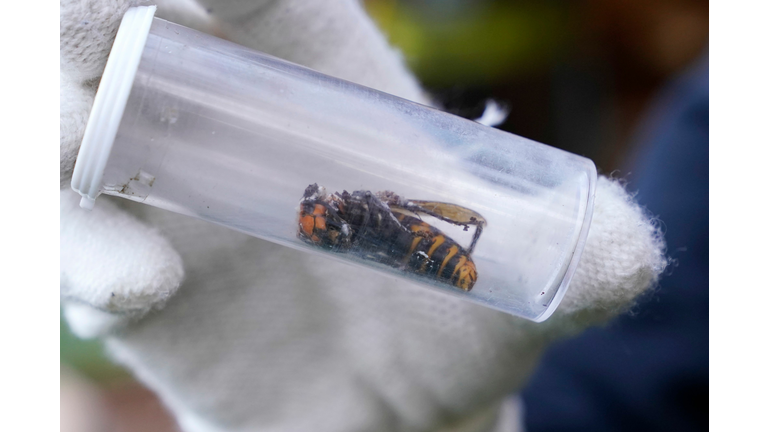 A Washington State Department of Agriculture worker displays an Asian giant hornet taken from a nest on October 24, 2020, in Blaine, Washington. - Scientists in Washington state discovered the first nest earlier in the week of so-called murder hornets in the United States and worked to wipe it out Saturday morning to protect native honeybees. Workers with the state Agriculture Department spent weeks searching, trapping and using dental floss to tie tracking devices to Asian giant hornets, which can deliver painful stings to people and spit venom but are the biggest threat to honeybees that farmers depend on to pollinate crops. (Photo by ELAINE THOMPSON/POOL/AFP via Getty Images)