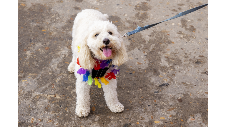 Sydney Beaches Transformed Into Rainbow Beaches To Celebrate Mardi Gras