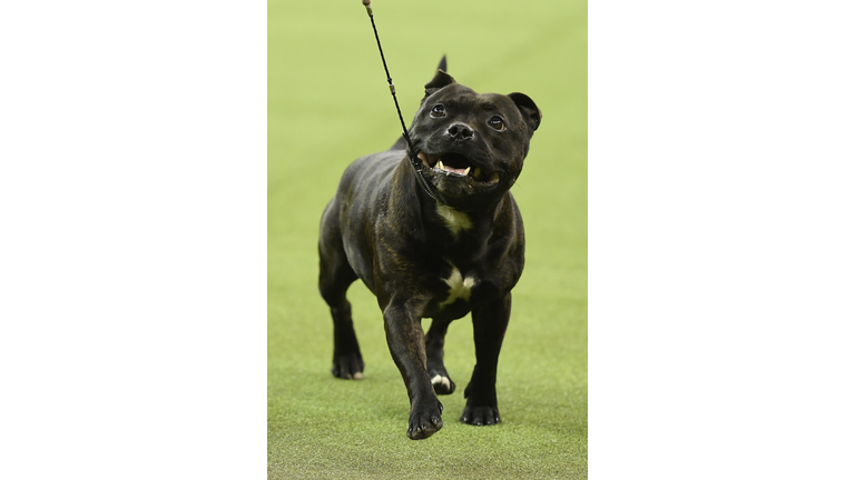 Westminster Kennel Club Hosts Its Annual Dog Show In New York