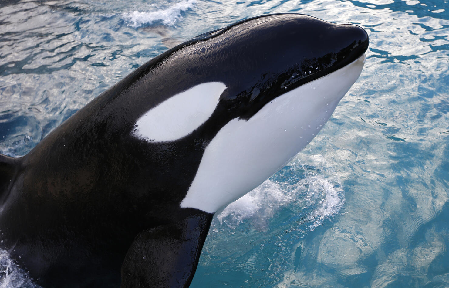 watch-rarely-seen-killer-whales-hang-out-near-galveston-fishing-boat