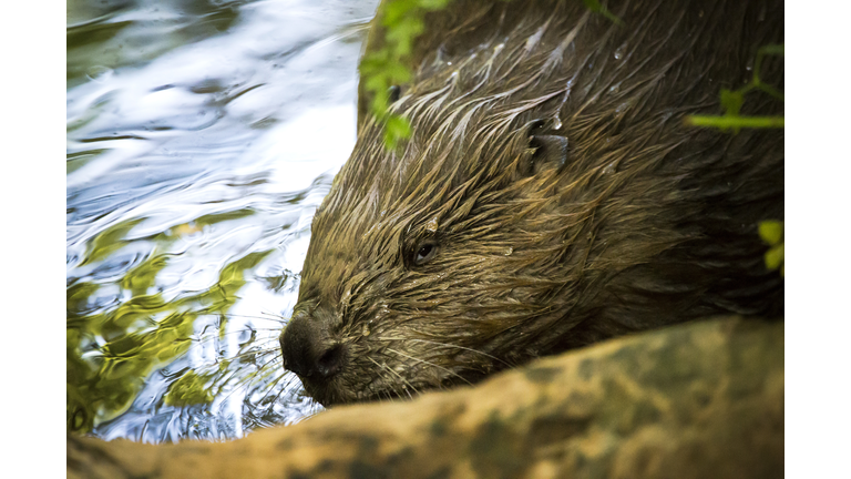 A Female Beaver headshot in a river