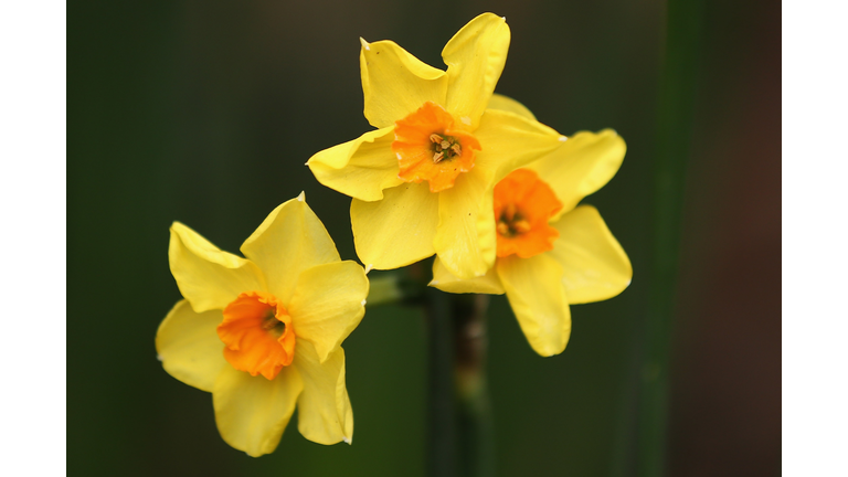 The First Day Of Spring At Kew Gardens