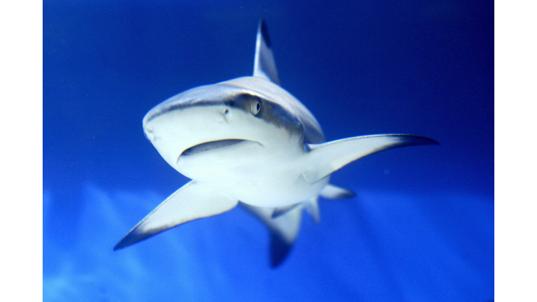 A shark is seen in an aquarium during th