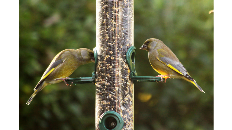 Feeding garden birds in winter: greenfinches