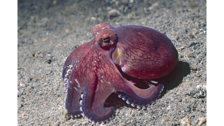 Coconut Shell Octopus in Lembeh Straits