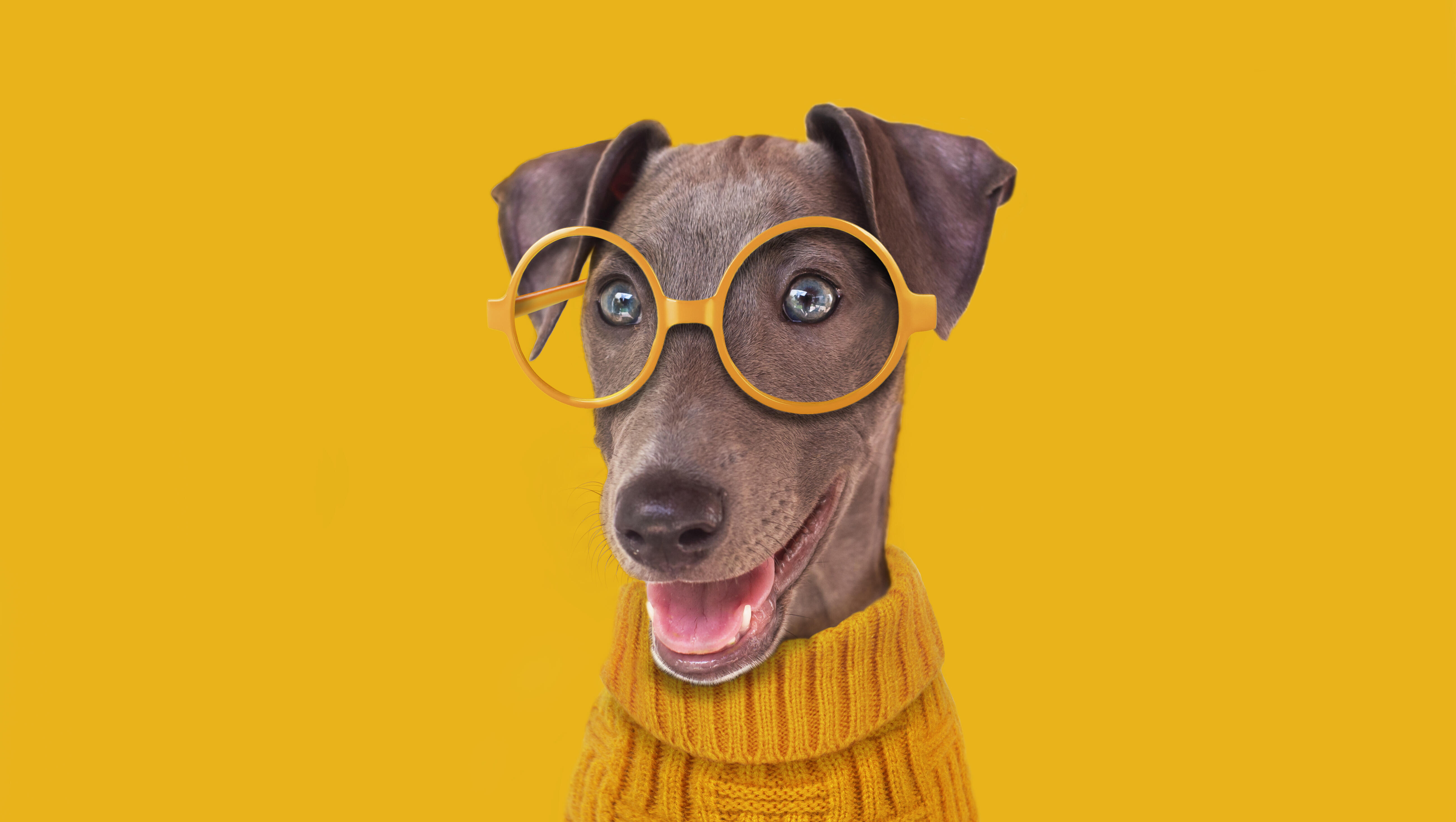 Abby's List, A Dogumentary, Official Theatrical Movie Trailer