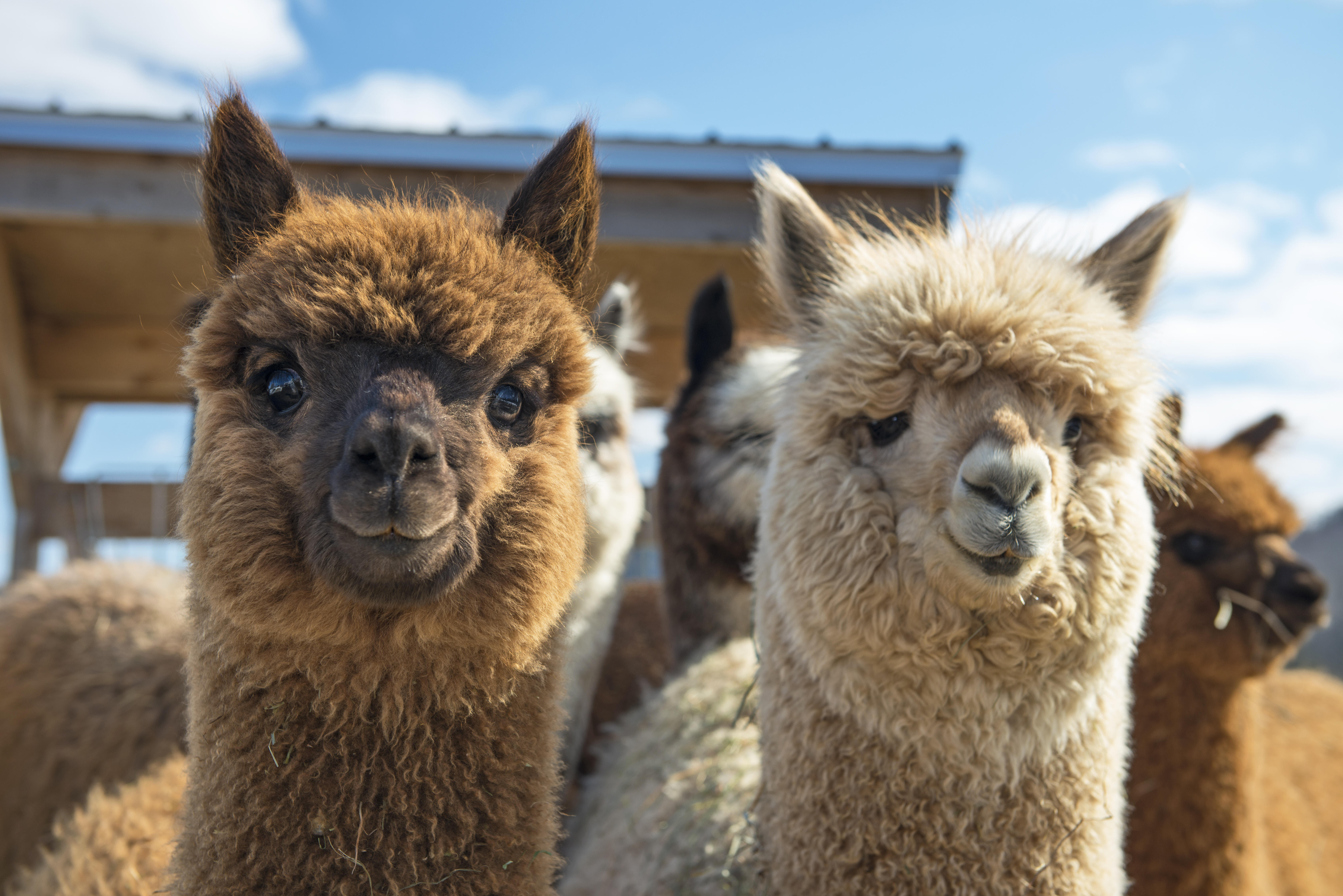 Alpaca. Альпака. Лама. Лама чихает. Красивые ламы животные в Геленджике.