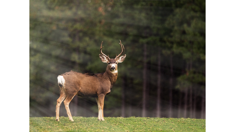 Deer Standing Outdoors