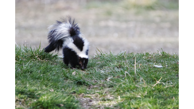 Pepe Le Pew