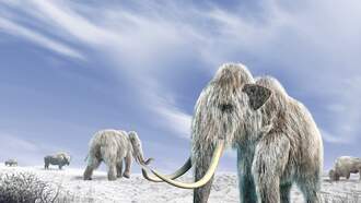 Scientists Create Woolly Mice In Quest For Woolly Mammoths