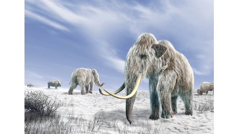 Woolly mammoths, artwork