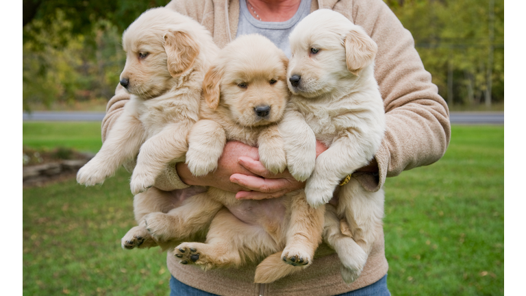 Woman holding 3 male golden retriever puppies