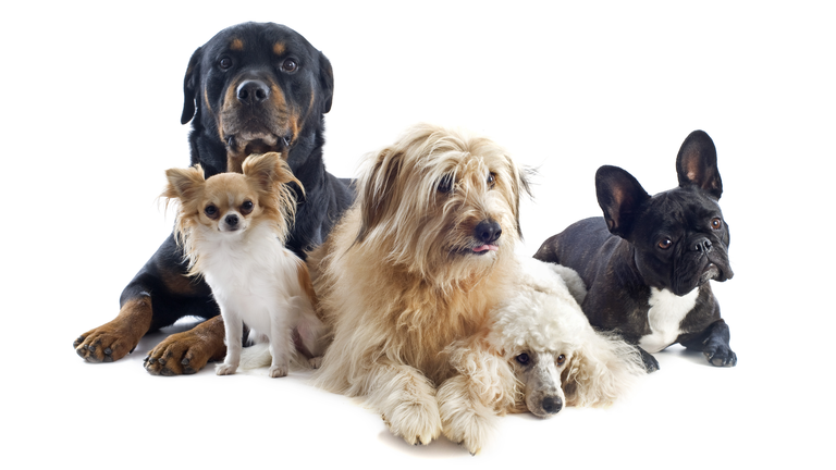 Five mixed breed dogs posing for a photo together