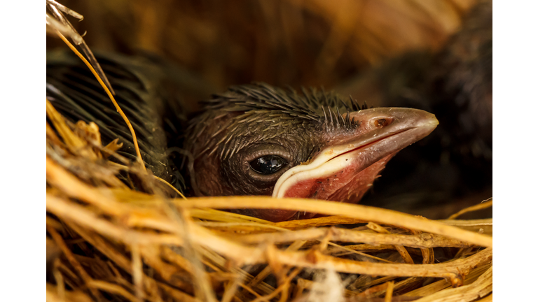 Baby birds in the nest