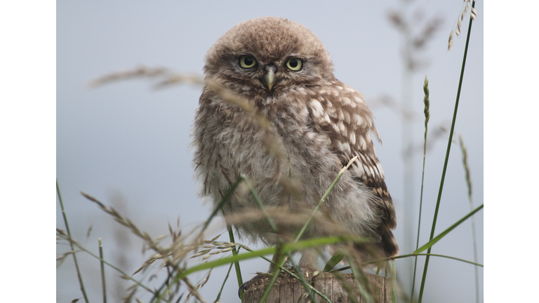 Perched baby Little Owl