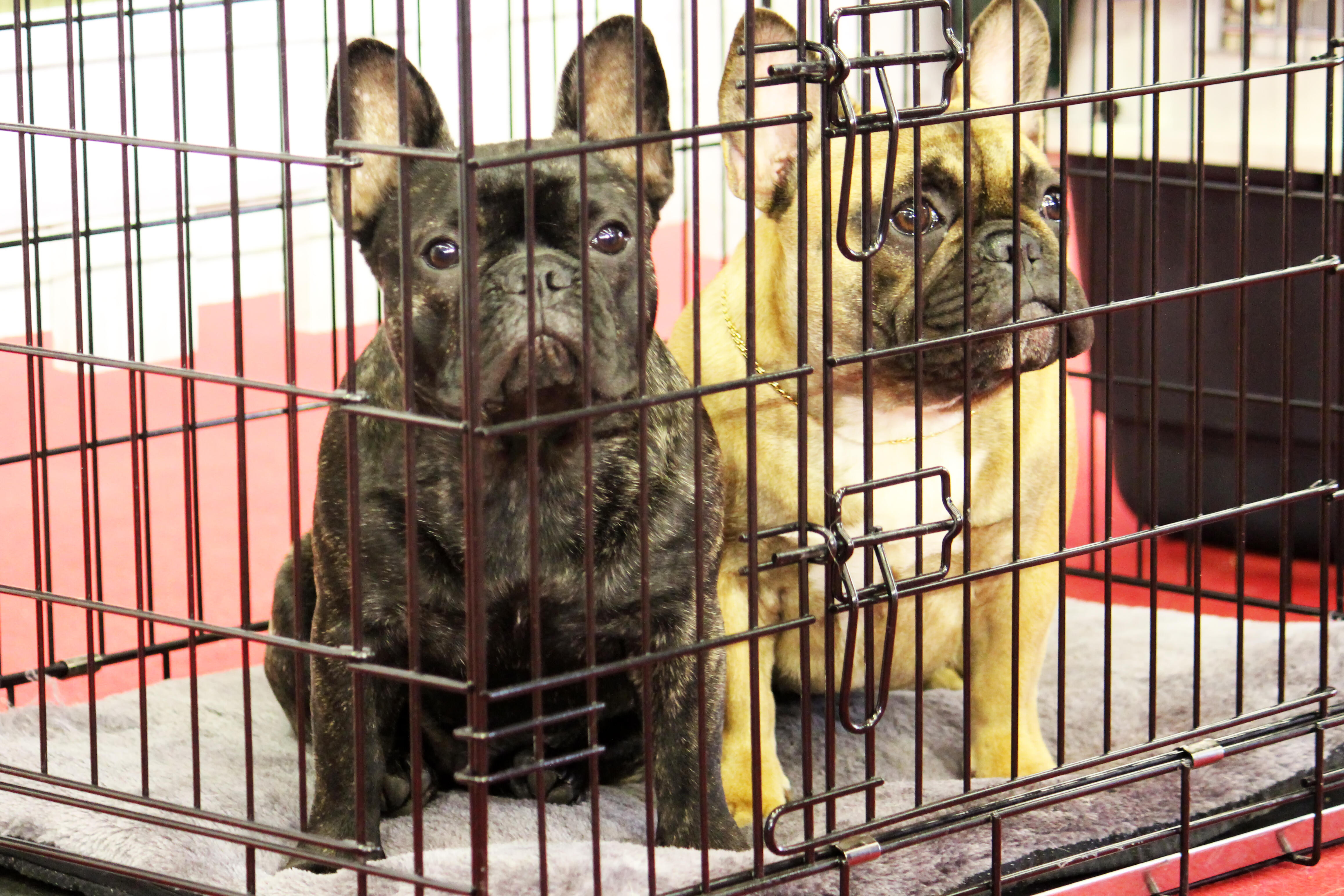 Sale Of Puppies, Cats And Rabbits Will Be Illegal In NY With New Law