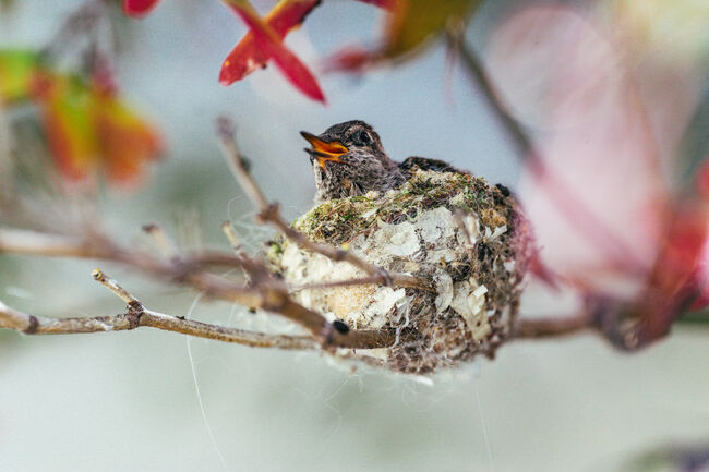 Close-Up Of Baby Bird In Nest