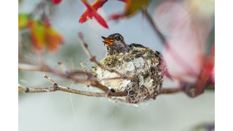Close-Up Of Baby Bird In Nest