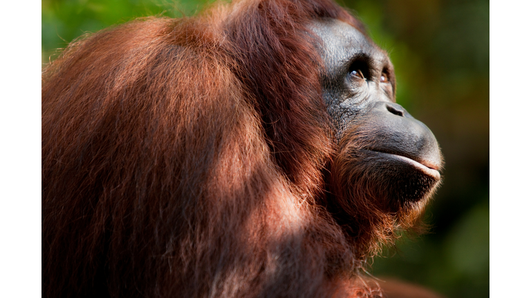 Orangutan at Semenggoh Wildlife Centre, Kuching, Sarawak, Malaysian Borneo