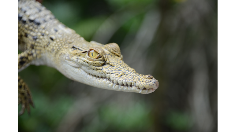 Small crocodile close-up