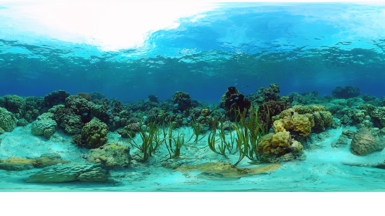 The underwater world of a coral reef 360VR