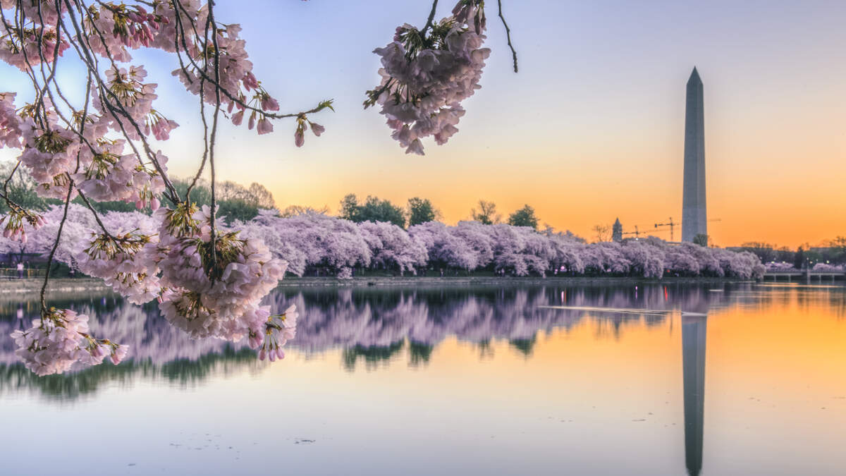 Washington Nationals and Wizards' Uniforms Get a Cherry Blossom