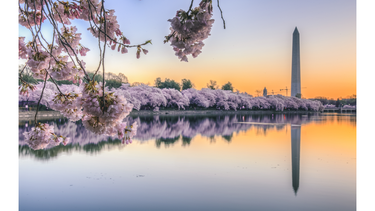 Cherry Blossom Sunrise over Tidal Basin