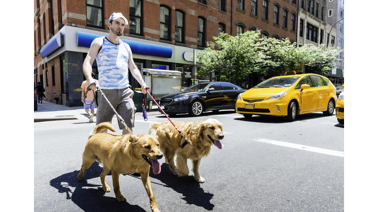 NYC Man Walking Dogs in City Outdoors Summer