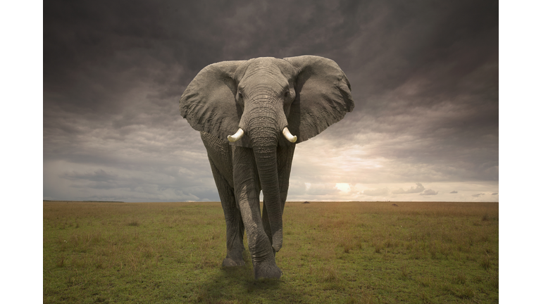 Threatening male elephant