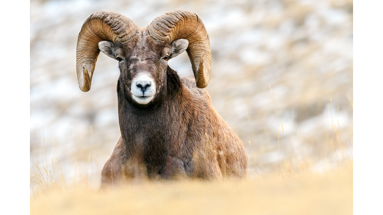 Close up portrait of a bighorn sheep ram (Ovis canadensis)