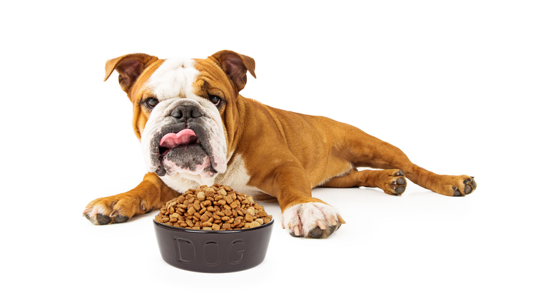Bulldog Laying Down Eating