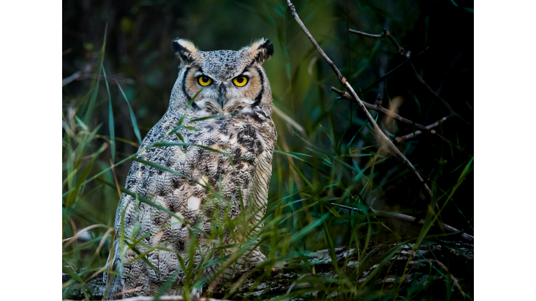 Great Horned Owl