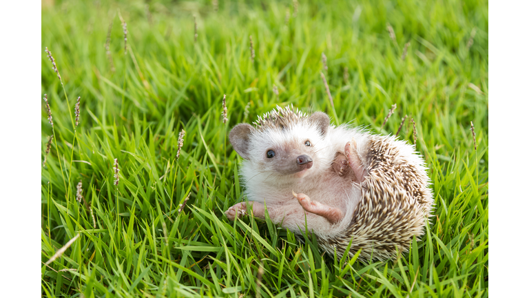 Hedgehog in the garden , African pygmy hedgehog