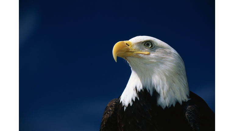 "This is a mature American bald eagle from the National Foundation to Protect America's Eagles. His name is Challenger. It shows his upper body with his head and beak facing left, looking out."