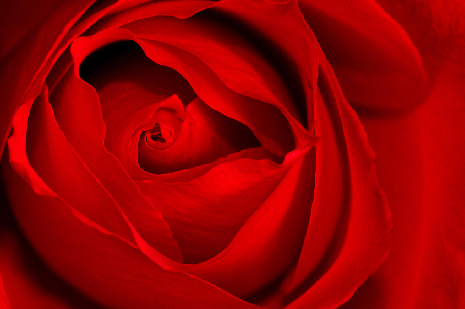 Close-up Detail of Red Rose