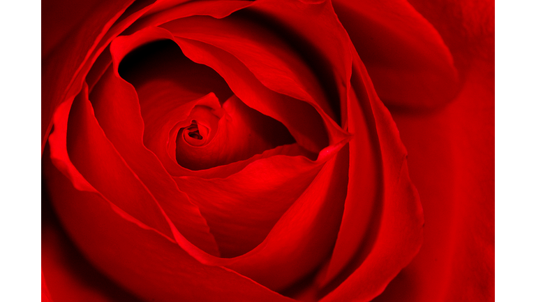 Close-up Detail of Red Rose
