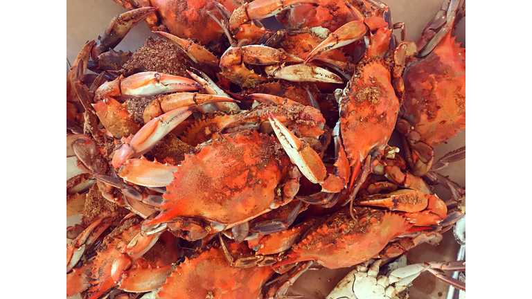 Maryland Steamed Crabs