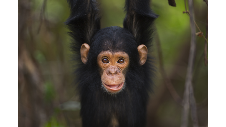 Eastern chimpanzee infant male 'Duke' aged 2 years playing