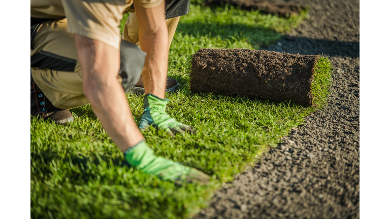 Lay Natural Grass Turfs