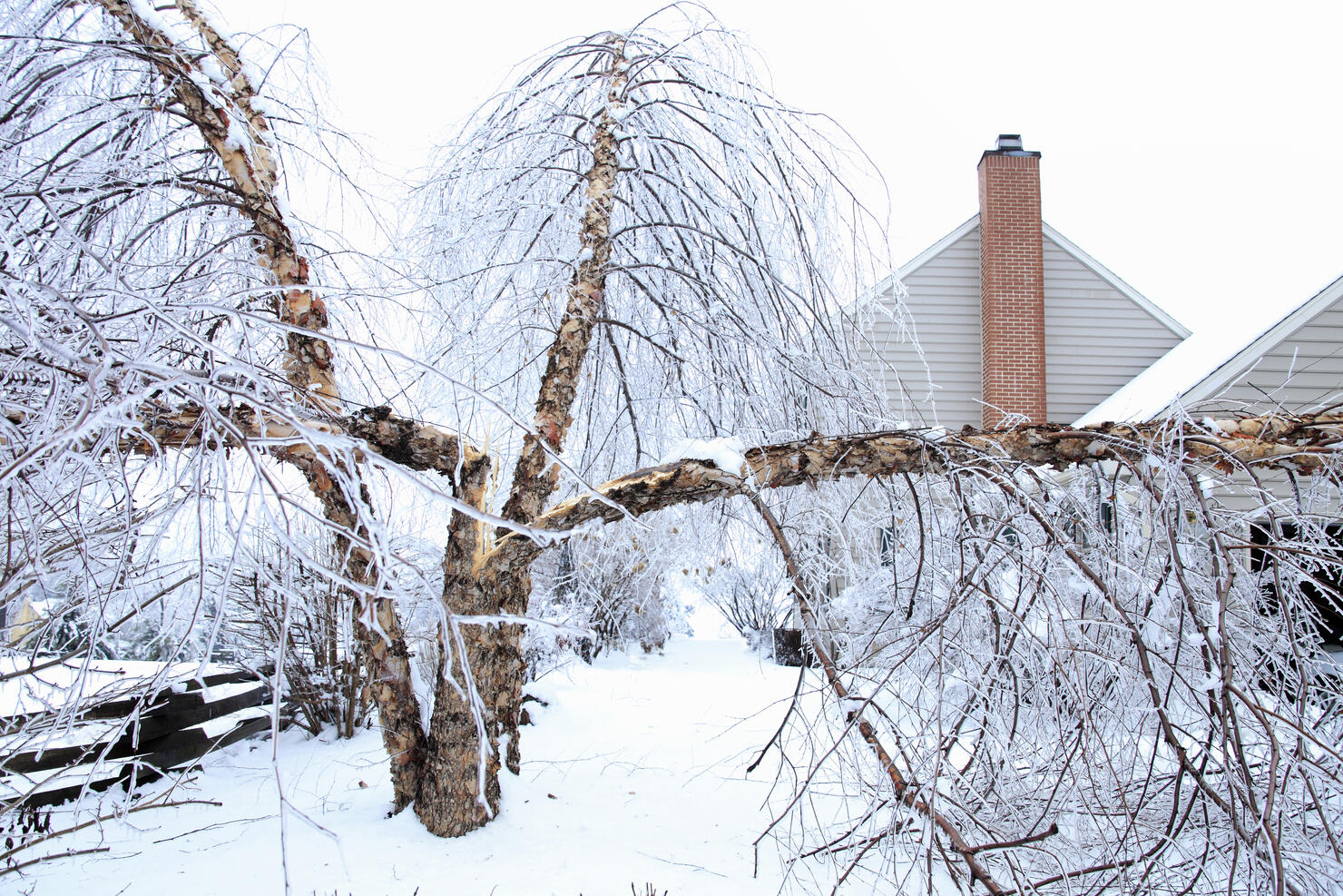 Fallen birch tree after ice storm