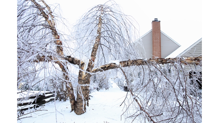 Fallen birch tree after ice storm