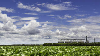 Soybeans Through the Rye