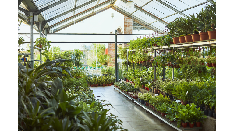 Various potted plants arranged in greenhouse