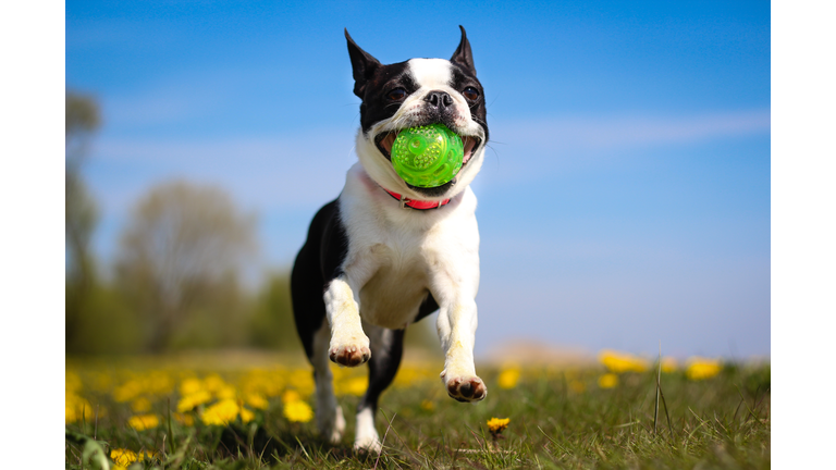Boston Terrier dog running with ball