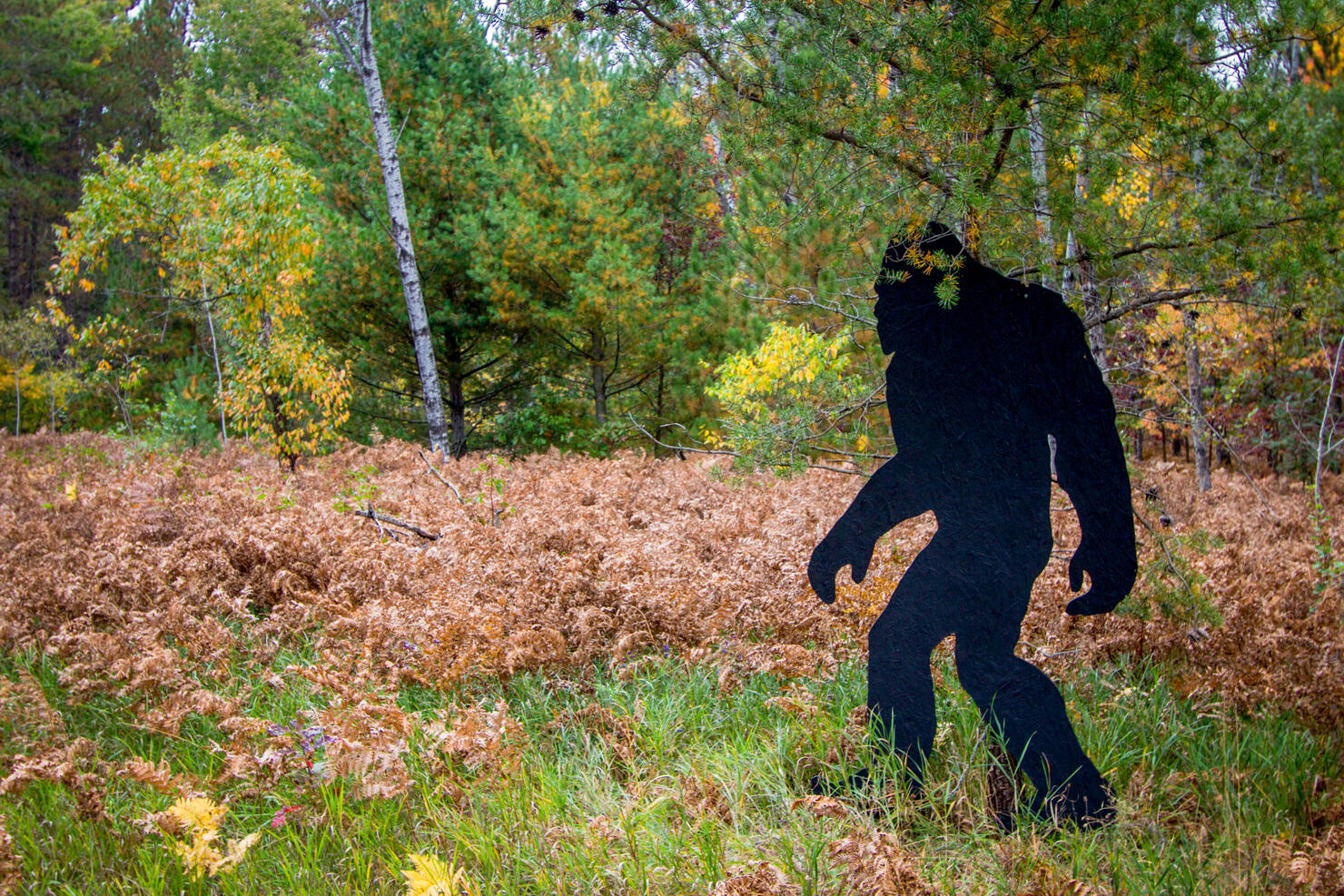 Bigfoot Festival Coming To Ohio This Summer iHeart