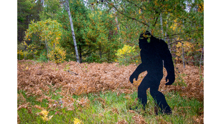 Bigfoot Silhouette In Northern United States Forest