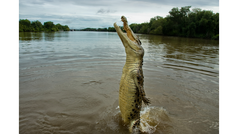 Jumping crocodile