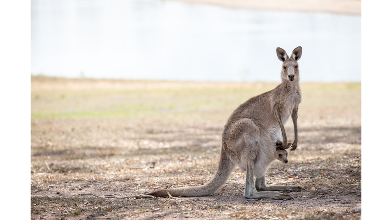 Female kangaroo standing on the grass with a Joey head poking out of her pouch