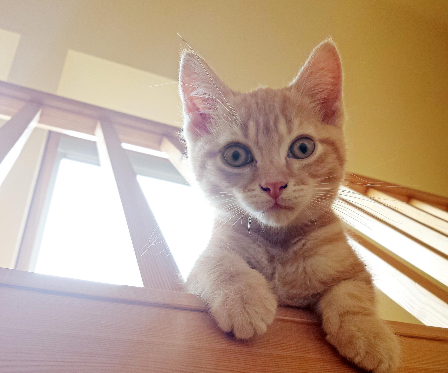 Kitten